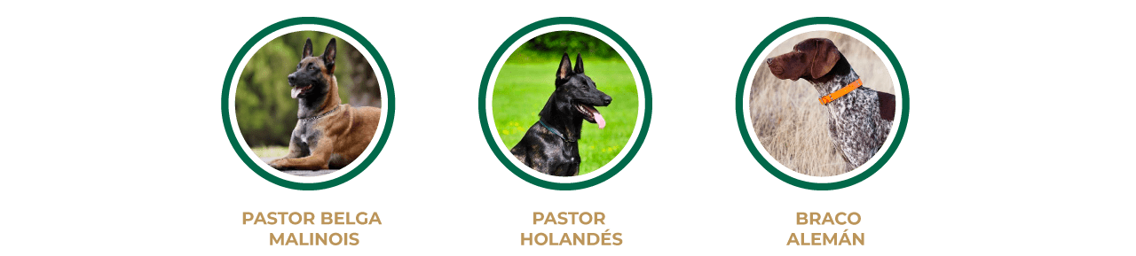 1a_caninos_razas
