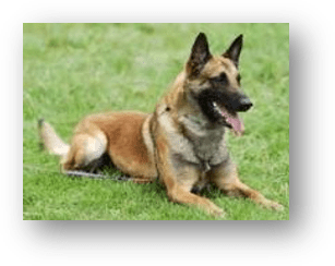 Pastor Belga Malinois