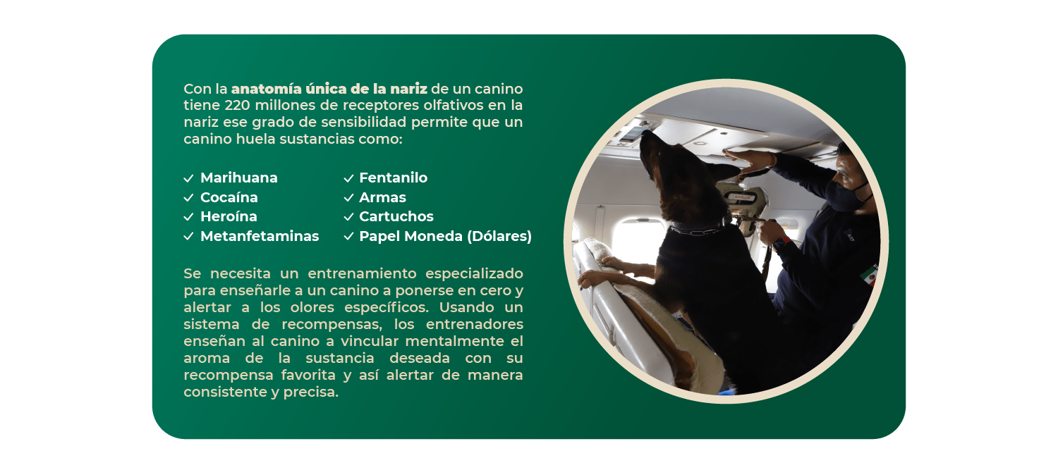 2_anatomia_perros_b
