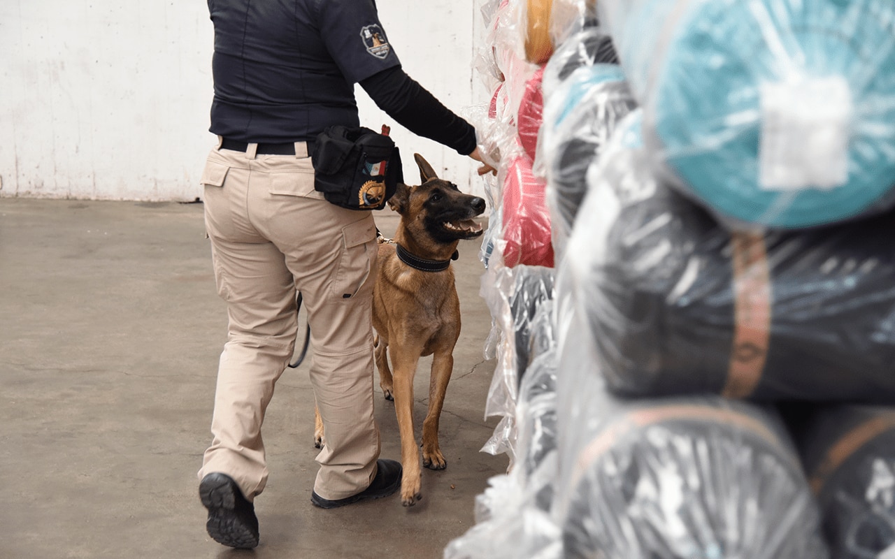 Detección con Binomio Canino