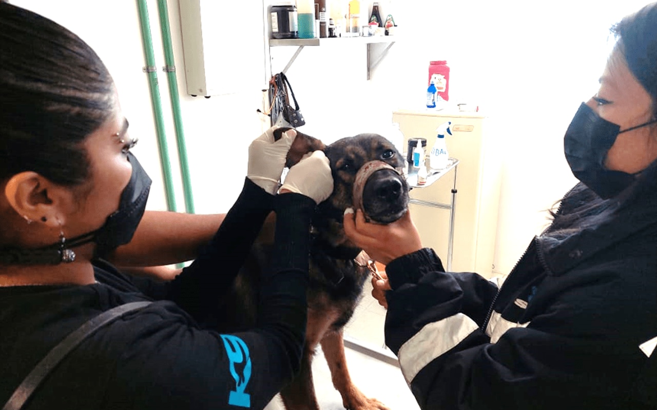 Supervisión Técnica – Operativa y Médico Veterinario