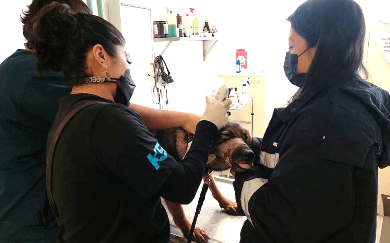 Supervisión Técnica – Operativa y Médico Veterinario