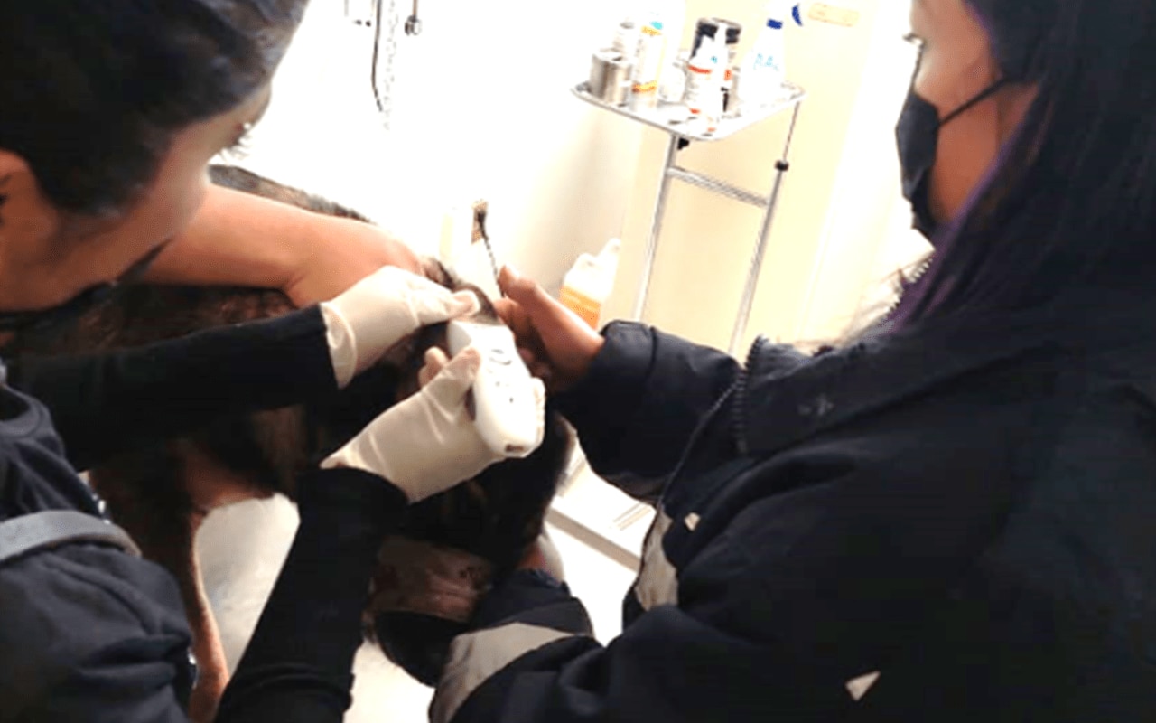 Supervisión Técnica – Operativa y Médico Veterinario