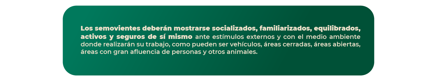 1_adiestramiento_perros_page